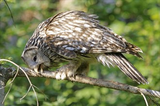 Ural Owl (Strix uralensis)