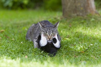 House cat with kittens