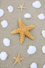 Starfish and shells in the sand