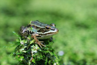 Water frog ( Rana esculenta) , Switzerland, Europe