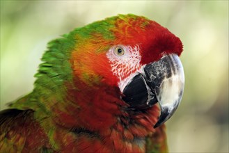 Macaw hybrid