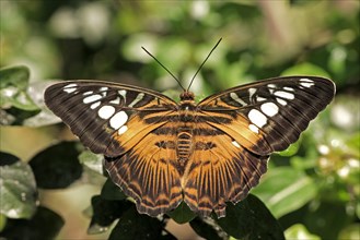 Clipper (Parthenos sylvia violacea), Malay blue, Malaysia, Asia