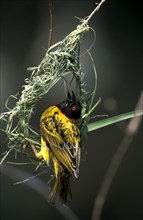 Village Weaver (Textor cucullatus) (Ploceus cucullatus) building nest, male