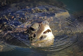 Green turtle (Chelonia mydas), Grand Cayman, Cayman Islands, Green Turtle, Caribbean, Caribbean,