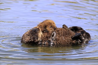 Sea Otter (Enhydra lutris) with young, California, USA, North America