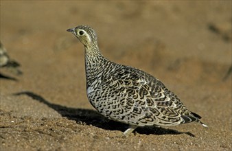 Black-faced Sandgrouse (Pterocles decoratus), female, Samburu Game Reserve, Kenya, side, Africa