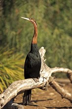 African Darter (Anhinga rufa)