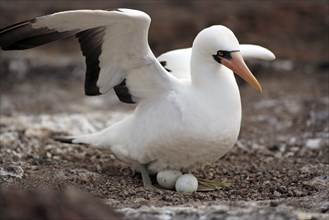 Masked booby (Sula dactylatra) on nest with clutch, Galapagos Islands, Ecuador, Masked Booby, South