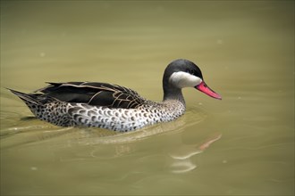 Red-billed teal (Anas erythrorhyncha)