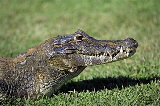 Paraguayan Caiman, Pantanal, Brazil (Caiman crocodilus yacare), side, profile