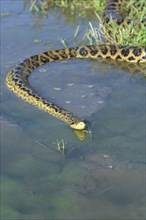 Yellow anaconda (Eunectes notaeus), Brazil, South America