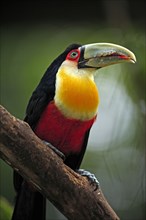 Red-breasted toucan, green-billed toucan (Ramphastos dicolorus), Brazil, South America