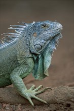 Common Iguana (Iguana iguana), Honduras, side, Central America