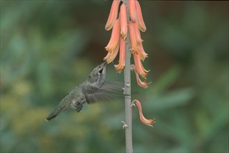 Anna's hummingbird (Calypte anna), young male, Sonora Desert, Arizona, page, USA, North America