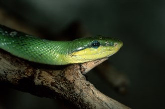 Red-tailed green rat snake (Gonyosoma oxycephala) (Elaphe oxycephala)