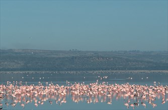 Lesser Flamingos (Phoeniconaias minor) at lake Nakuru, Nakuru national park, Kenya, Africa