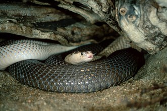 Common Cobra (Naja naja)