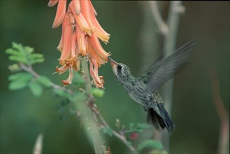 Broad-billed Hummingbird (Cynanthus latirostris), female Sonora desert, Arizona, USA, side, North