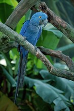 Hyacinth Macaw (Anodorhynchos hyacinthinus)