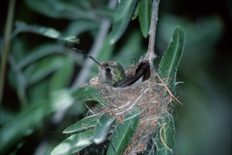 Broad-billed hummingbird (Cynanthus latirostris) on nest, Sonoran Desert, Arizona, page, USA, North