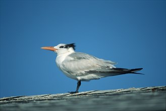 Royal tern (Thalasseus maximus) Sanibe, Page, Iceland, USA, Europe