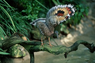 Sunbittern (Eurypyga helias), wing