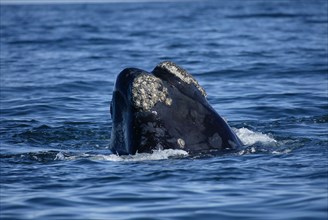 Southern Right Whale (Eubalaena australis), South_Africa (Balaena glacialis australis)