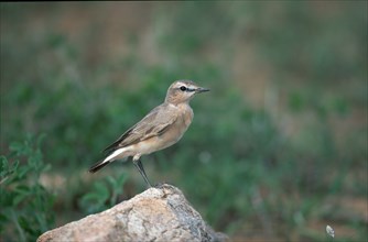 Isabelline Wheatear (Oenanthe isabellina), lateral, side, Samburu Game Reserve, Kenya, isabelline