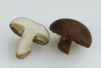 Boletus, bay bolete (Xerocomus badius), Europe, landscape, horizontal, crop, object, indoor,