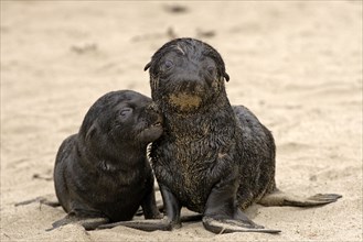 Young South African Fur Seals (Arctocephalus pusillus), pygmy fur seal, r fur seal, Cape Cross,