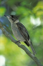 Grey butcherbird (Cracticus torquatus), Lateral, Australia, Oceania