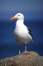 Western Gull (Larus occidentalis), California, USA, North America