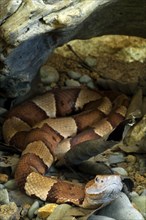 Broad-banded copperhead (Agkistrodon contortrix laticinctus), Texas copperhead curled up under tree