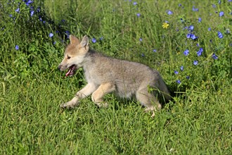 Gray wolf (Canis lupus), young animal, 8 weeks old