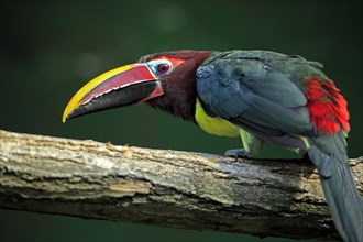 Green Aracari (Pteroglossus viridis)