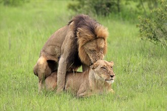 African lions (Panthera leo), pair, copulating, Sabi Sabi Game Reserve, Kruger National Park, South