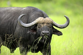 African buffalo (Syncerus caffer), Sabi Sabi Game Reserve, Kruger National Park, South Africa,