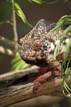 Giant chameleon, male, Madagascar malagasy giant chameleon (Furcifer oustaleti), Madagascar, Africa