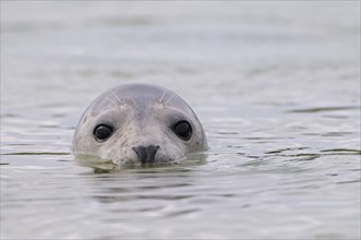 Common seal, Helgoland dune, Schleswig-Holstein, Germany, Europe