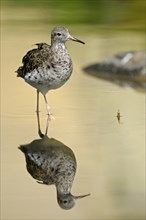 Ruff (Philomachus pugnax), female