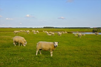 Texel sheep, near Den Burg, Texel Island, North Holland, Netherlands