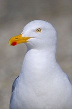 Herring gull, Helgoland dune, Schleswig-Holstein, Germany, Europe