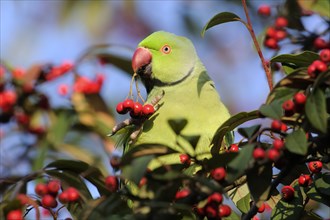 Ring-necked Parakeet (Psittacula krameri), male, Germany, Europe