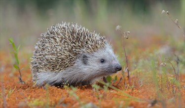 European hedgehog (Erinaceus europaeus), Upper Austria, Austria, Europe