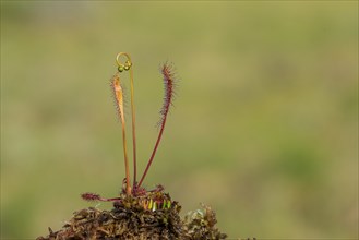 English sundew (Drosera anglica), Smaland, Sweden, Europe