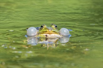 Green frog (Rana esculenta) calling with sound bubbles in the water, Upper Austria, Austria, Europe