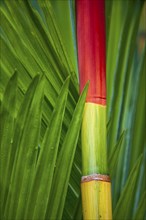 Coloured, colourful, colourful bamboo, plant, flora, decoration, detail, trunk, vegetation,