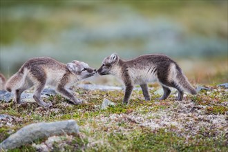 Arctic foxes (Vulpes lagopus), puppies sniffing, Varanger, Finnmark, Norway, Europe