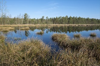 Moorland landscape, renaturalised, peat-covered moorland, Großes Moor nature reserve, Lower Saxony,