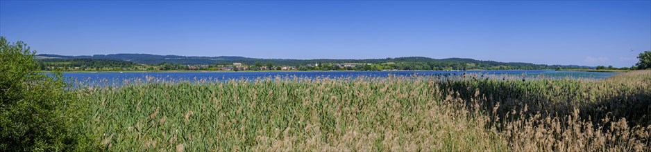 Reed and Lake Constance, Mettnau Peninsula nature reserve, Radolfzell, Baden-Württemberg, Germany,